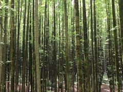 -山王坪喀斯特国家生态公园