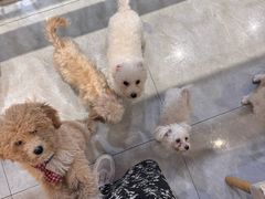 -柴犬小屋·柴餐厅·狗咖食堂(金鼎广场店)