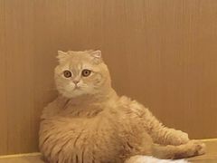 -CAT’S MEWSTAR CAFE·喵星球猫屋(晴湾咖啡店)