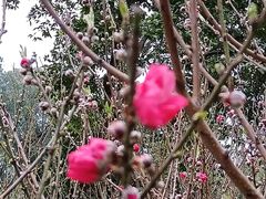 -桃花涧