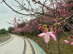 -福建鲤鱼洲酒店