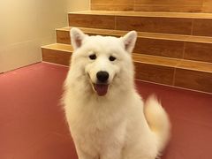-和它·交个朋友·狗咖猫咖(爱琴海店)