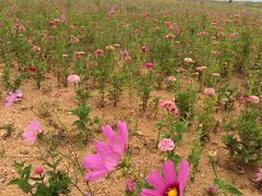 -东戴河风景区-止锚湾