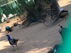 -苏州上方山国家森林公园