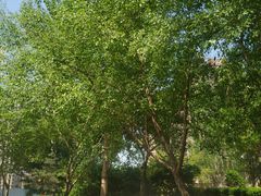 -长白岛森林公园