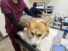 -美联众合动物医院·24h转诊中心