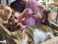 -咖法森林·咖啡  酒吧(天河店)