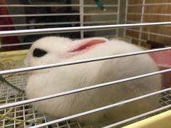 -藦茜花园宠物主题亲子互动体验馆(国顺东路店)