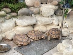 -南宫五洲植物乐园