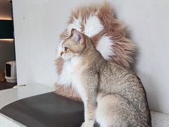 -飞行喵MR PILOT|猫舍·猫咖(静安大融城店)