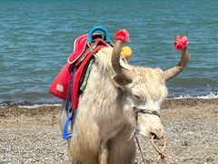 -青海湖国家重点风景名胜区