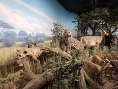 -陕西自然博物馆