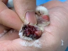 -关爱宠物医院·猫科中心·消化科(滨湖万达分院)