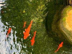 -上海浦东星河湾酒店