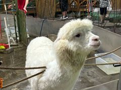 -上海大自然野生昆虫馆(东方明珠·爬宠昆虫探索中心)