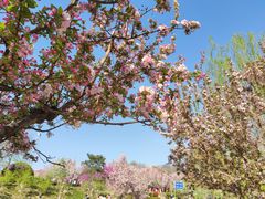 -海棠花溪(元大都城垣遗址公园)