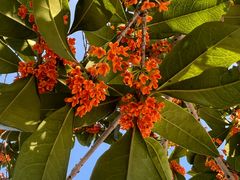 -重庆医科大学附属第一医院(金山院区)