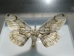 -上海昆虫博物馆