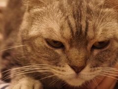 -more than meow吴止猫主题餐厅(承德 中船汇店)