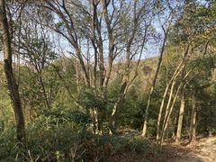 -上海佘山国家森林公园天马山园