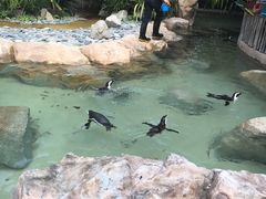 -新加坡飞禽公园