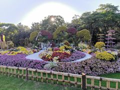 -上海共青森林公园