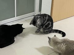 -鼓捣猫呢主题猫咖店