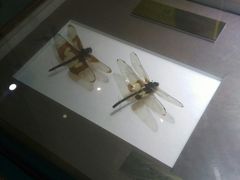 -上海昆虫博物馆