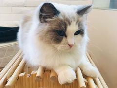 -momokira米努特·德文卷毛猫·棉花面纱犬
