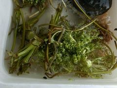 android_upload_pic-泸沽肴(泸沽湖大洛水村农村信用社旁店)