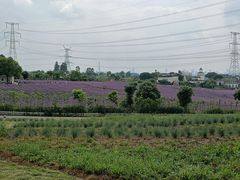-紫颐香薰山谷景区