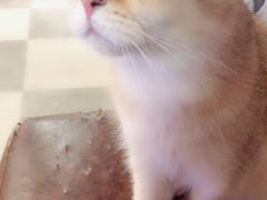 -猫小院猫主题餐厅(三里屯店)