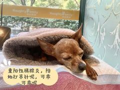 -顽皮家族宠物医院(浦东北园路分院)