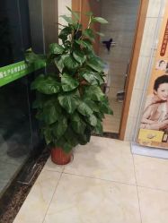 -Dr.林醫生产后修复·配方产康(南京江宁万达店)
