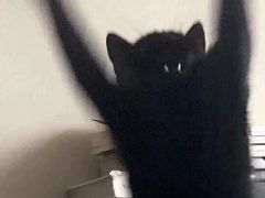 -长藤鬼校(龙翔店)