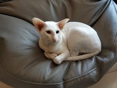 -飞行喵MR PILOT|猫舍·猫咖(静安大融城店)