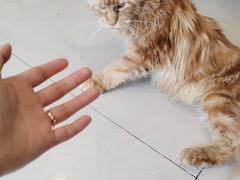 -平行世界·猫咖(首经贸店)