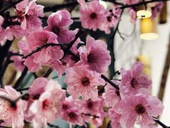 -石家庄市植物园