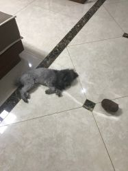 -kidsland(南开大悦城店)