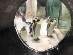 -大连圣亚海洋世界