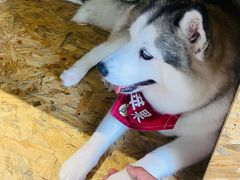 -Husky Go! 哈士奇体验馆·宠物咖啡厅狗咖