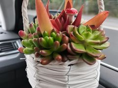 -桂林市花鸟市场