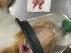 -瑞派动物医院·猫专科·至诚(江南中分院)