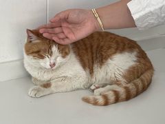 -天使宠物医院·犬猫分诊(彩虹店)