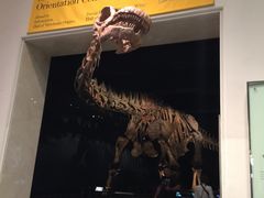 -美国自然历史博物馆