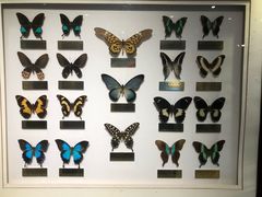 -上海昆虫博物馆