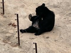-青藏高原野生动物园