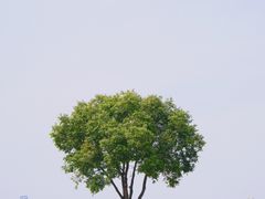-空港花田景区