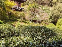 -十八棵（老龙井）御茶园(老龙井店)