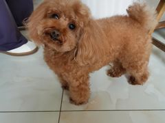 -宠福鑫康馨动物医院·骨科·眼科